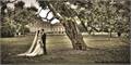 Wimpole, Wedding Venue Cambridgeshire